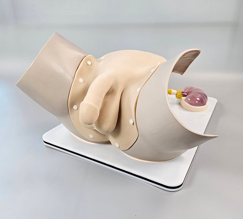 Cystoscopy and Ureteroscopy Trainer