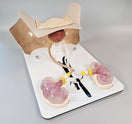 Switch Cystoscopy and Ureteroscopy Trainer 3 image