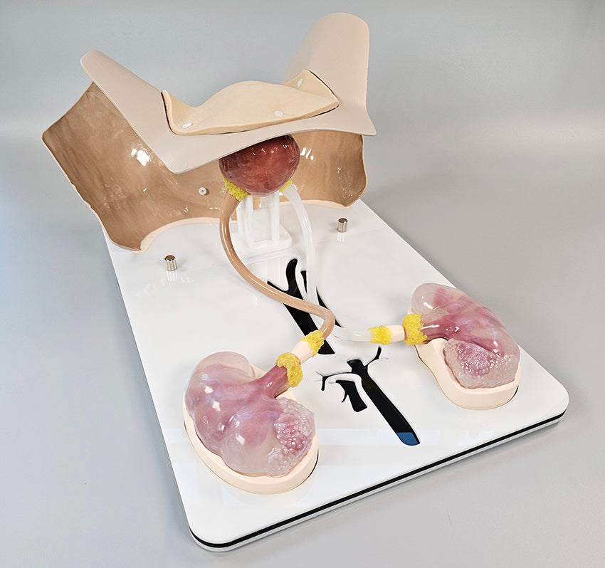 Cystoscopy and Ureteroscopy Trainer