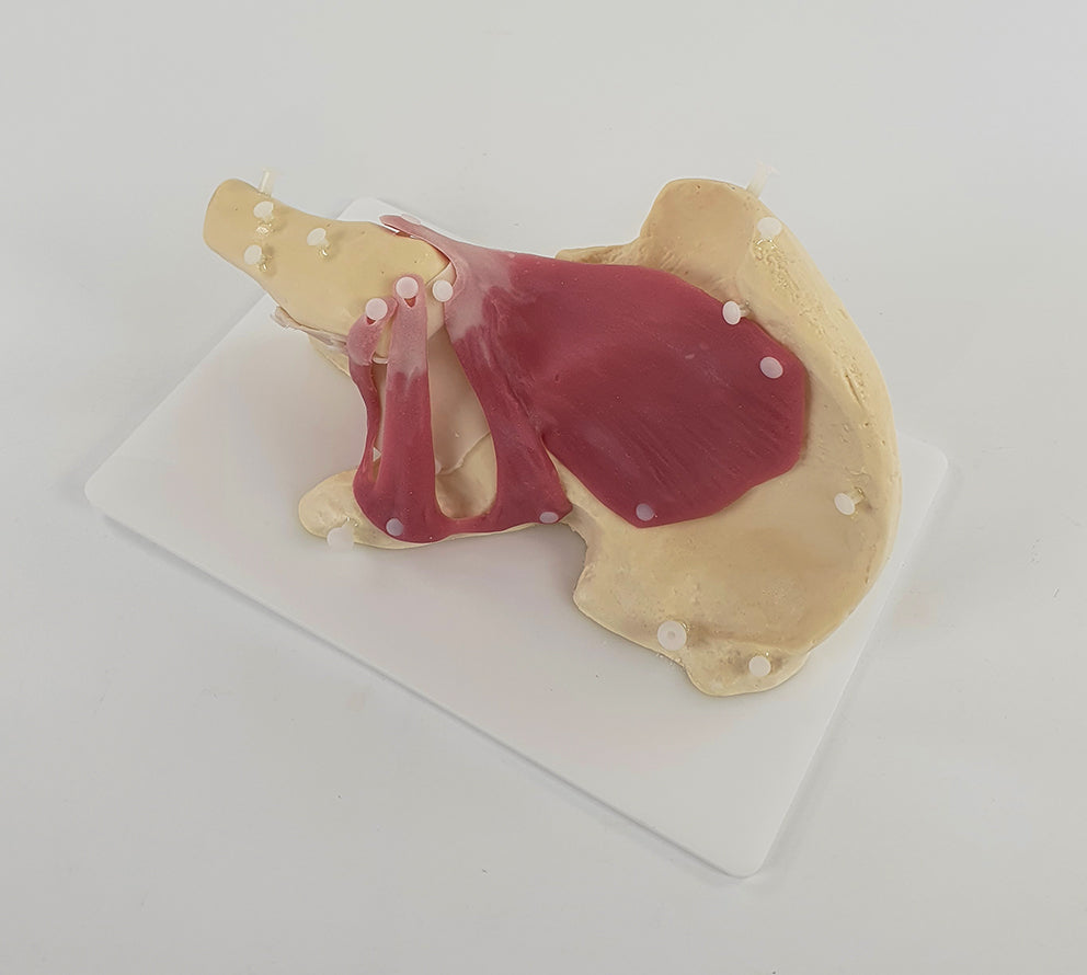 Hip Surgery Trainer P-HIP-01 Image 6