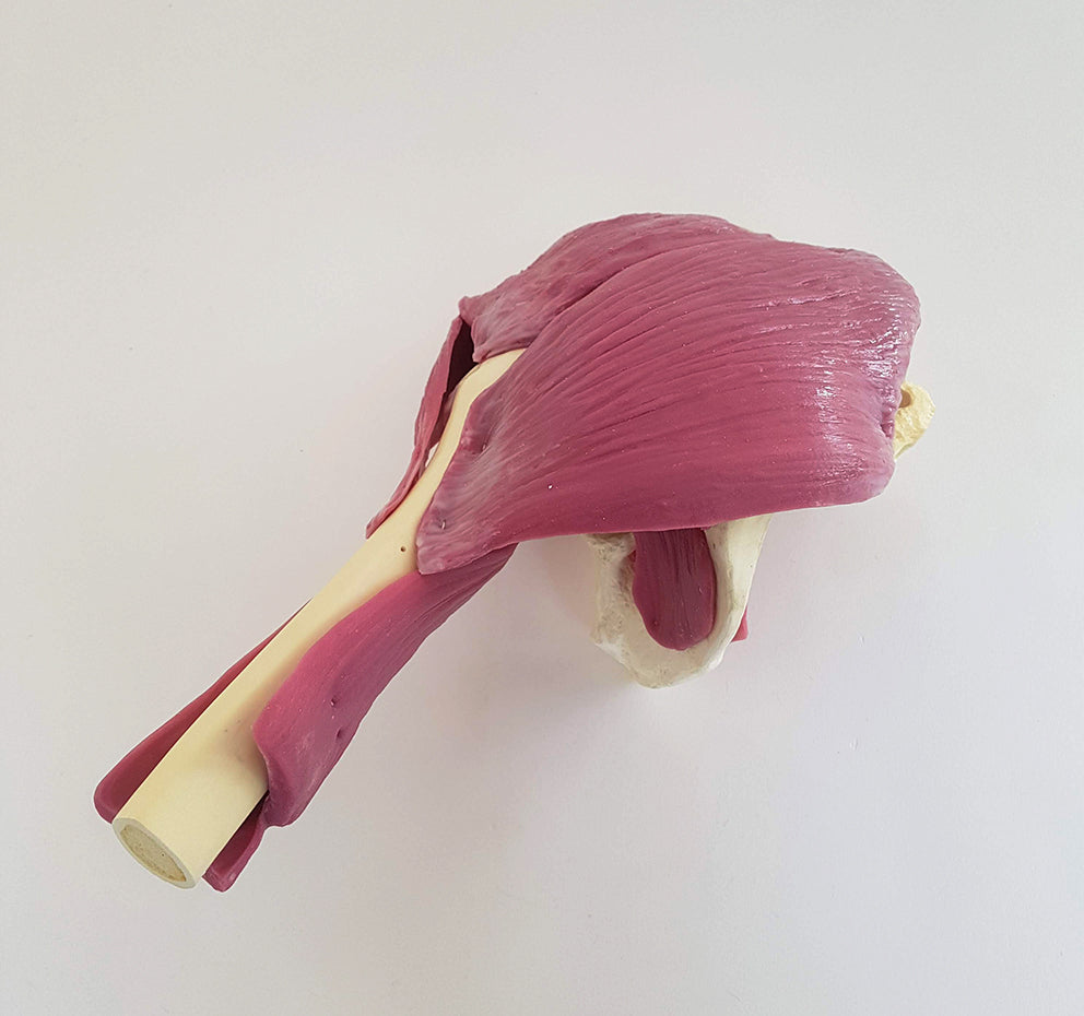 Hip Joint Surgery Trainer