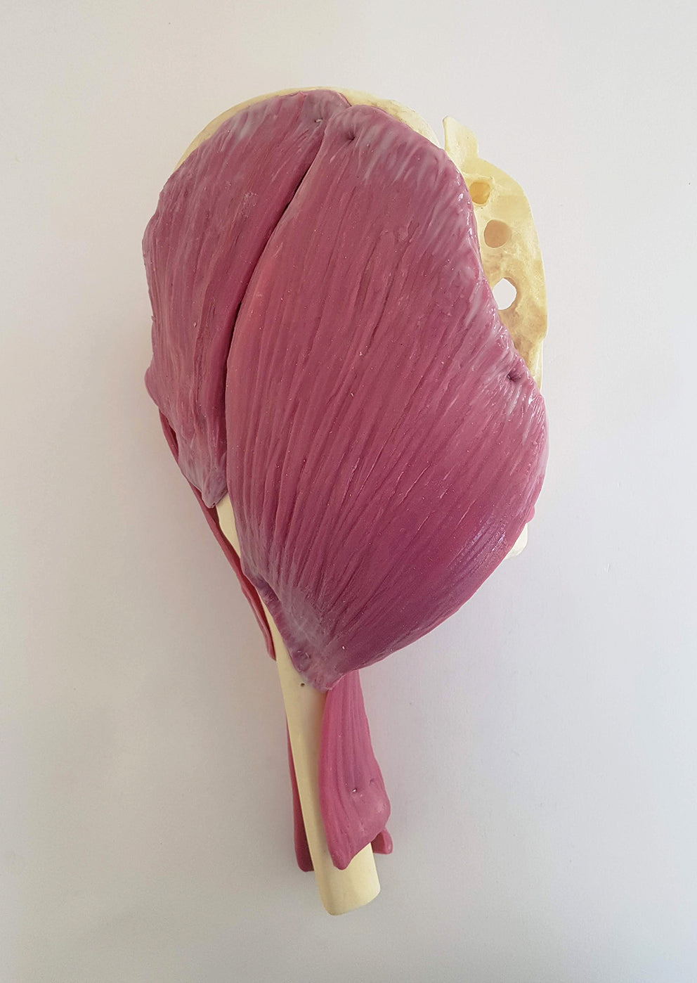 Hip Joint Surgery Trainer P-HJS-01 Image 1