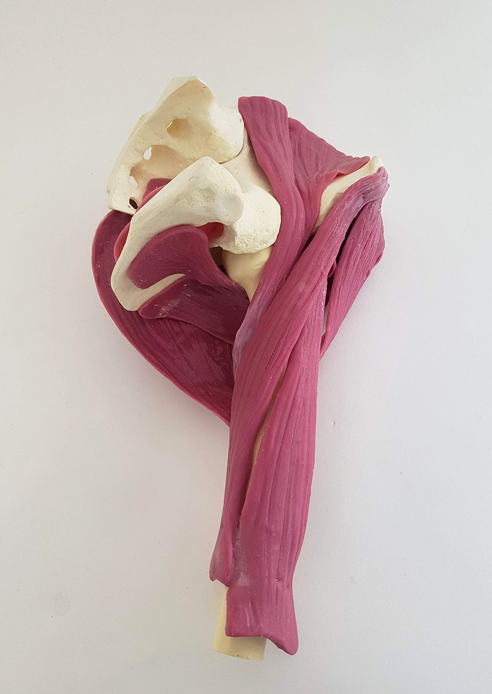 Hip Joint Surgery Trainer P-HJS-01 Image 2