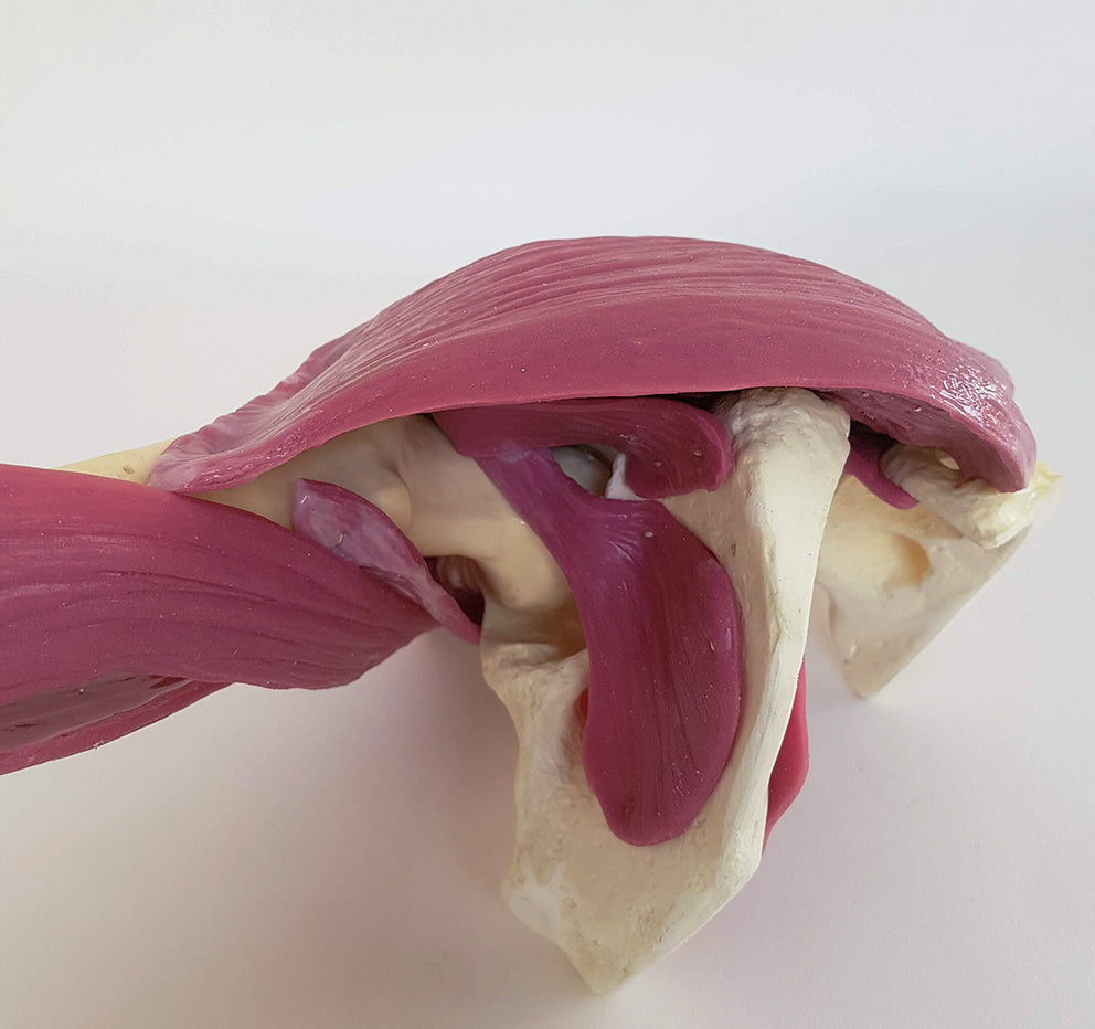 Hip Joint Surgery Trainer P-HJS-01 Image 3