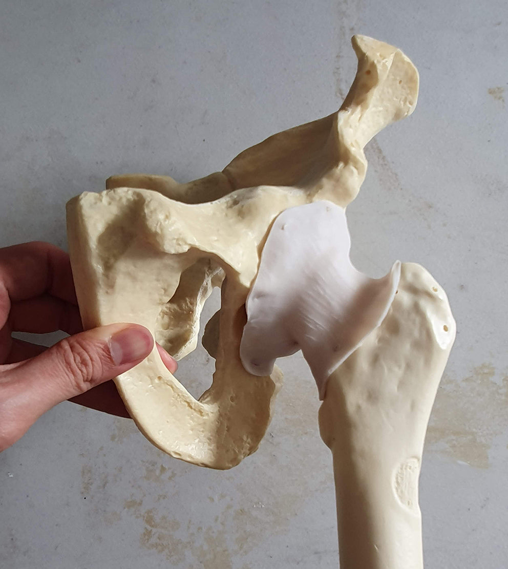 Hip Joint Surgery Trainer