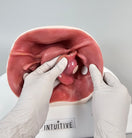 Switch Ovarian Cystectomy Trainer P-OVC-01 Image 3 3 image