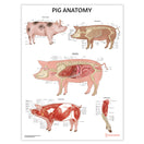 Switch Farm Anatomy 4 Poster Collection 3 image