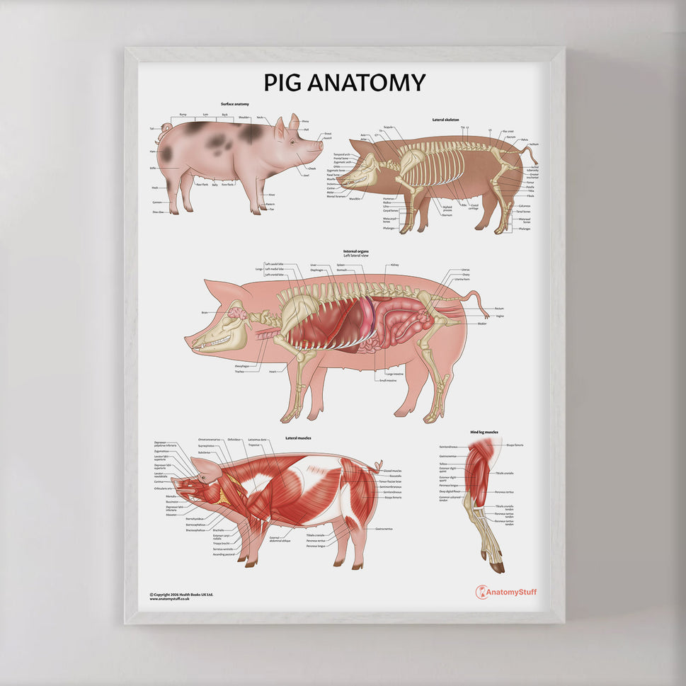 Pig Anatomy Chart / Poster