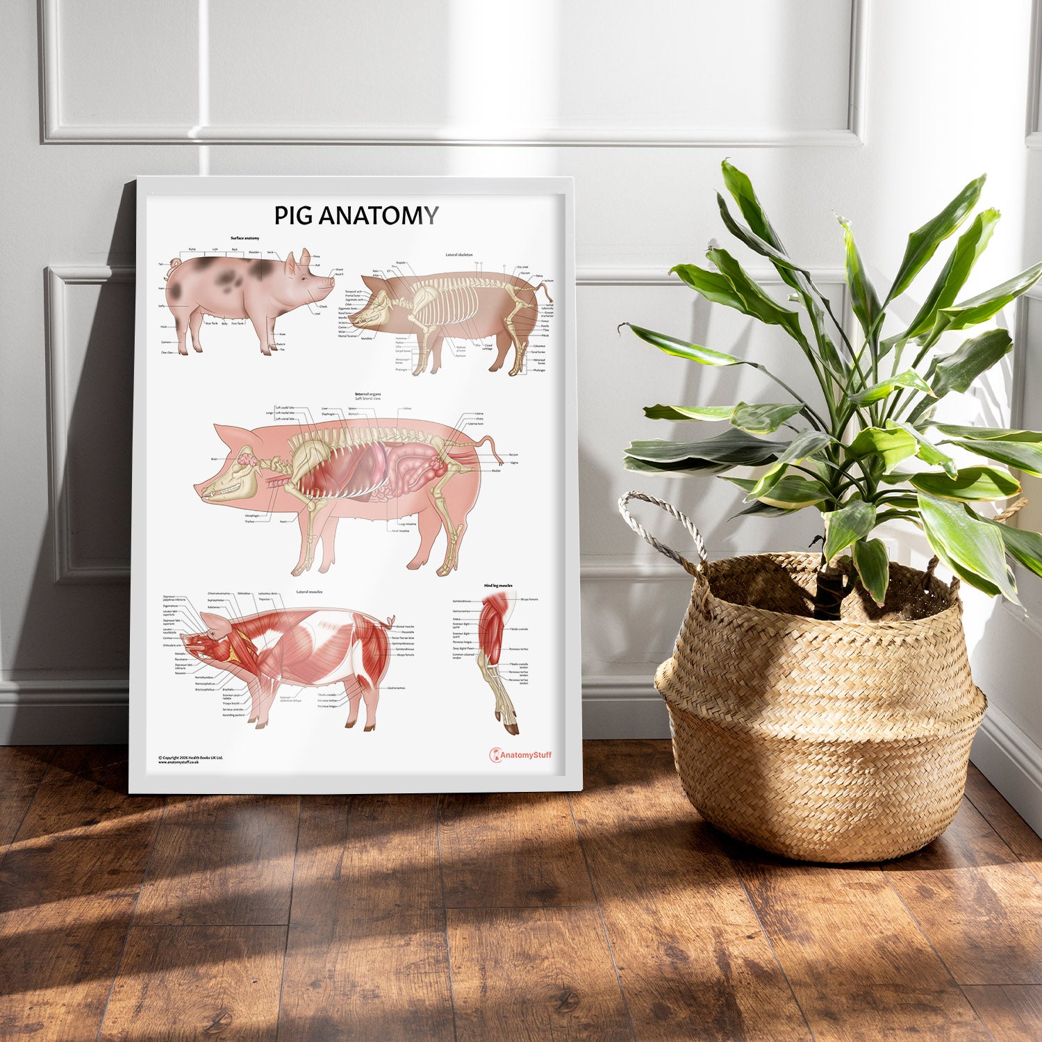 Pig Anatomy Chart / Poster