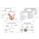 Switch Prostate Gland Anatomy Revision Worksheets 3 image