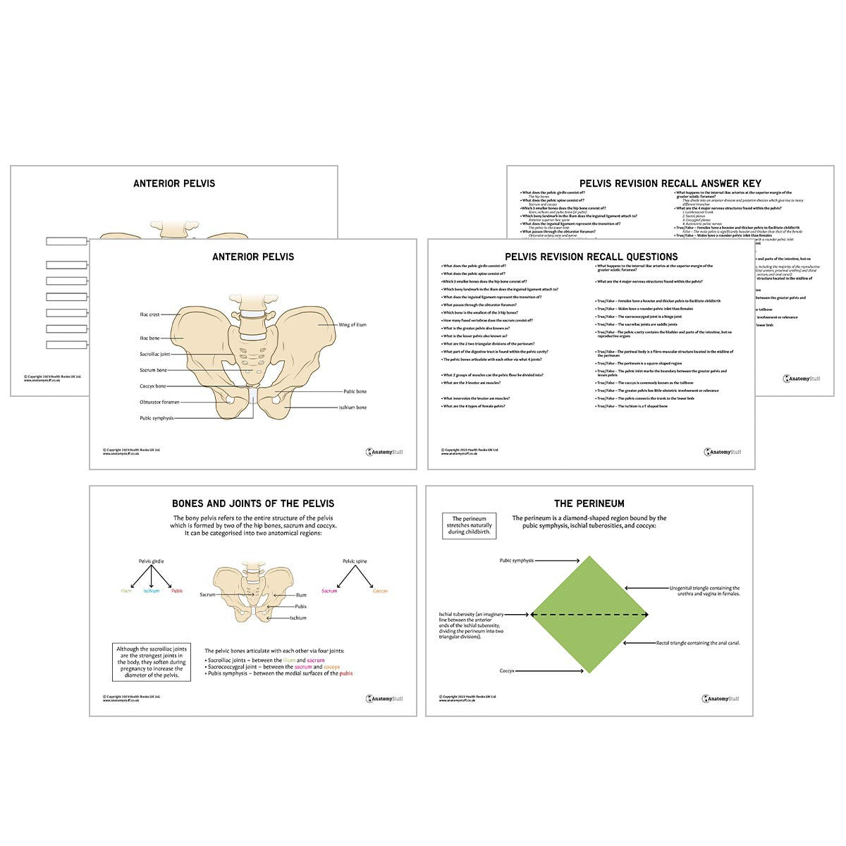 Pelvis & Perineum Anatomy Revision Pack (Interactive & Printable PDFs)