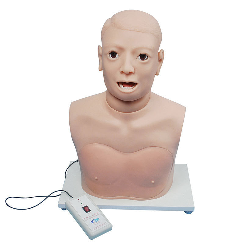 Pharynx and Larynx Examination Model