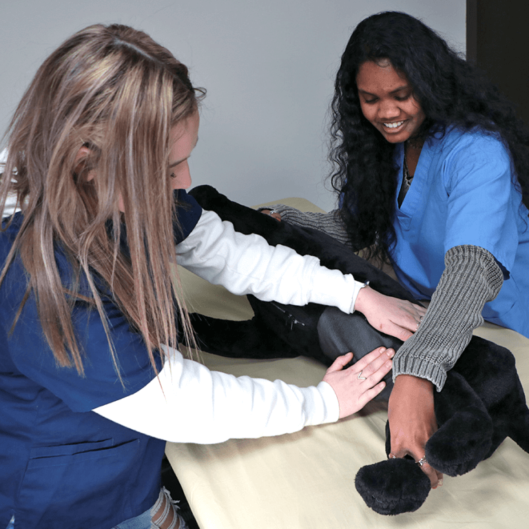 Canine Vet Trainer