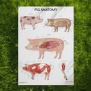 Switch Pig Anatomy Chart / Poster 2 image