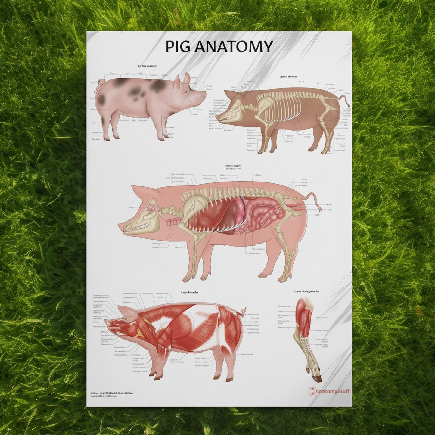 Pig Anatomy Chart / Poster