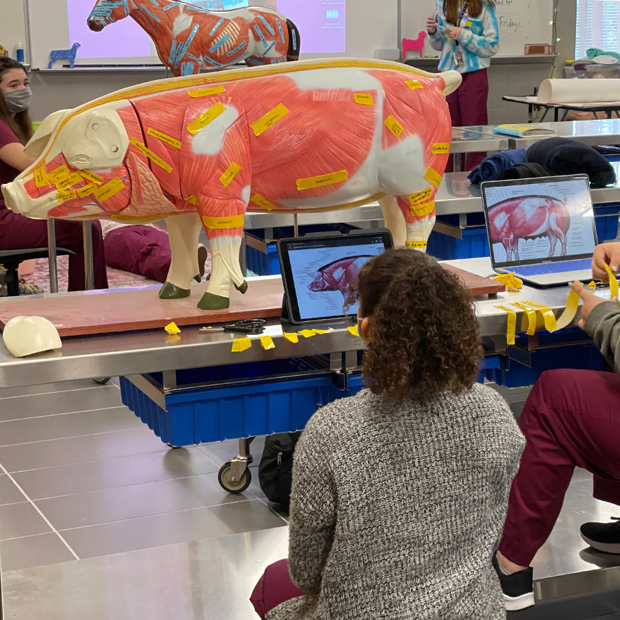 44010101 16 Part Pig Model lifestyle image classroom