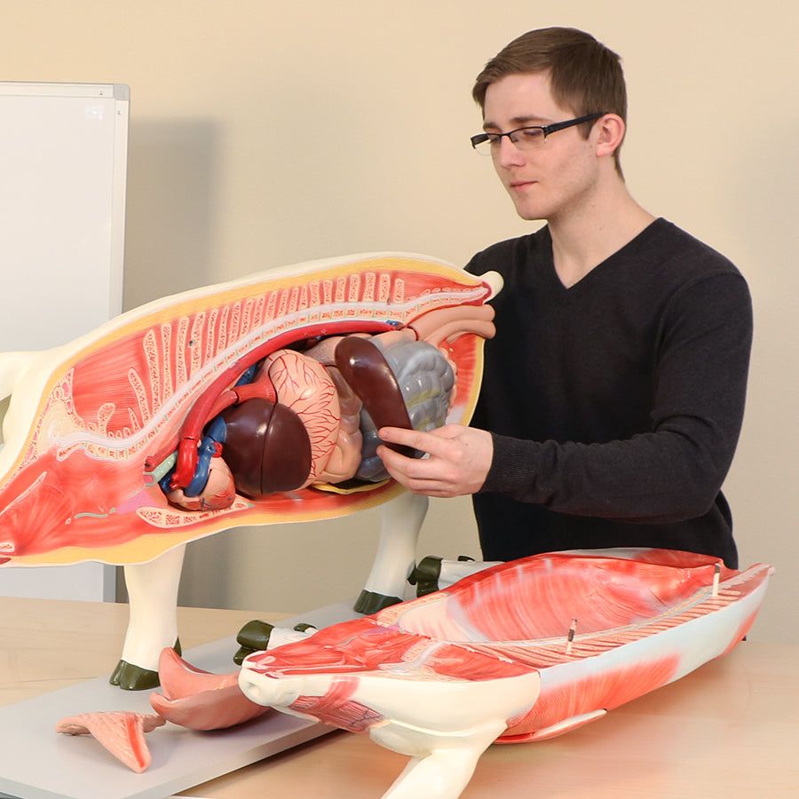 Pig Model (16 part)