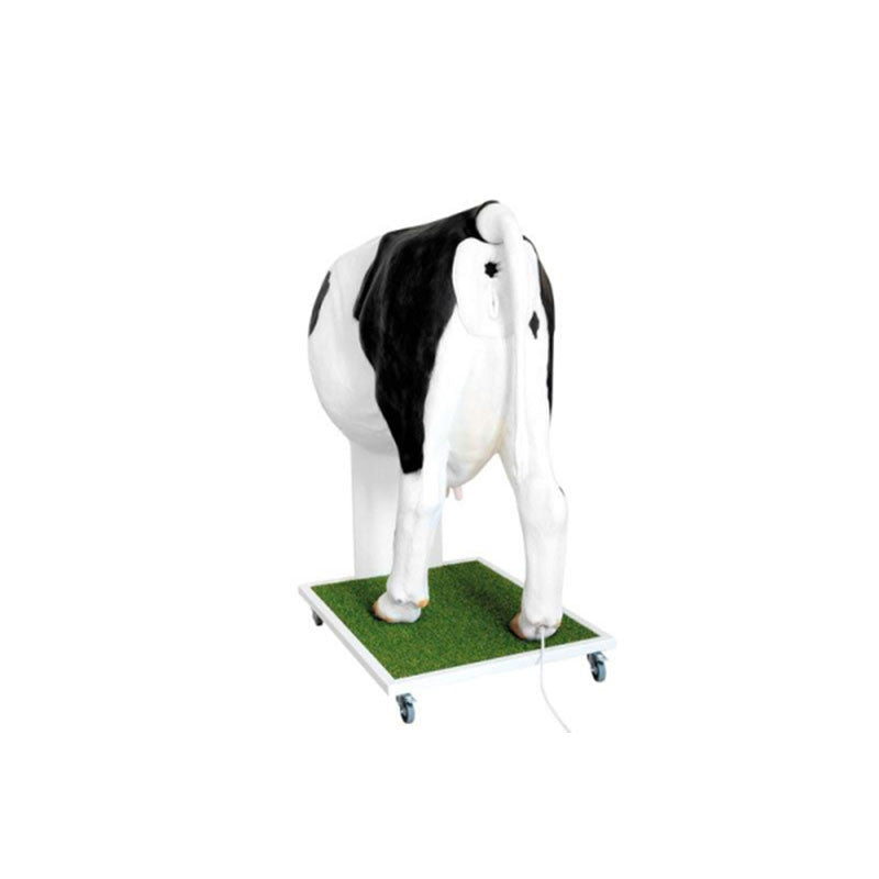 Posterior View Of Female Artificial Insemination (AI) Cow