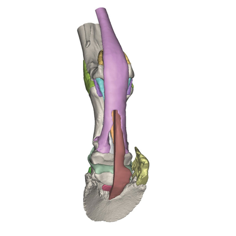 Equine Hoof 3D Printed Model - Model 3