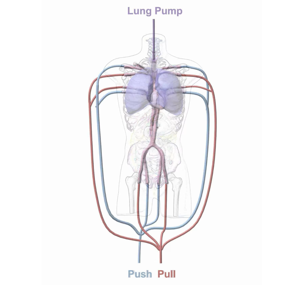 Adult Torso Phantom (Dynamic) for X-Ray CT, MRI