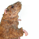 Switch Lab Rat Simulator &quot;Squeekums&quot; lateral view 2 image