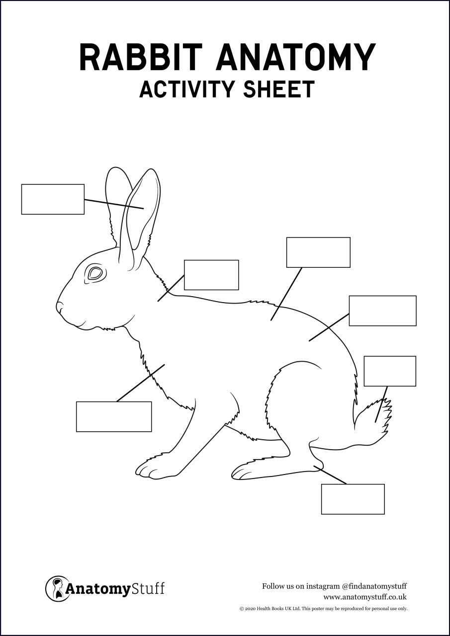 Rabbit Anatomy Activity Sheet PDF