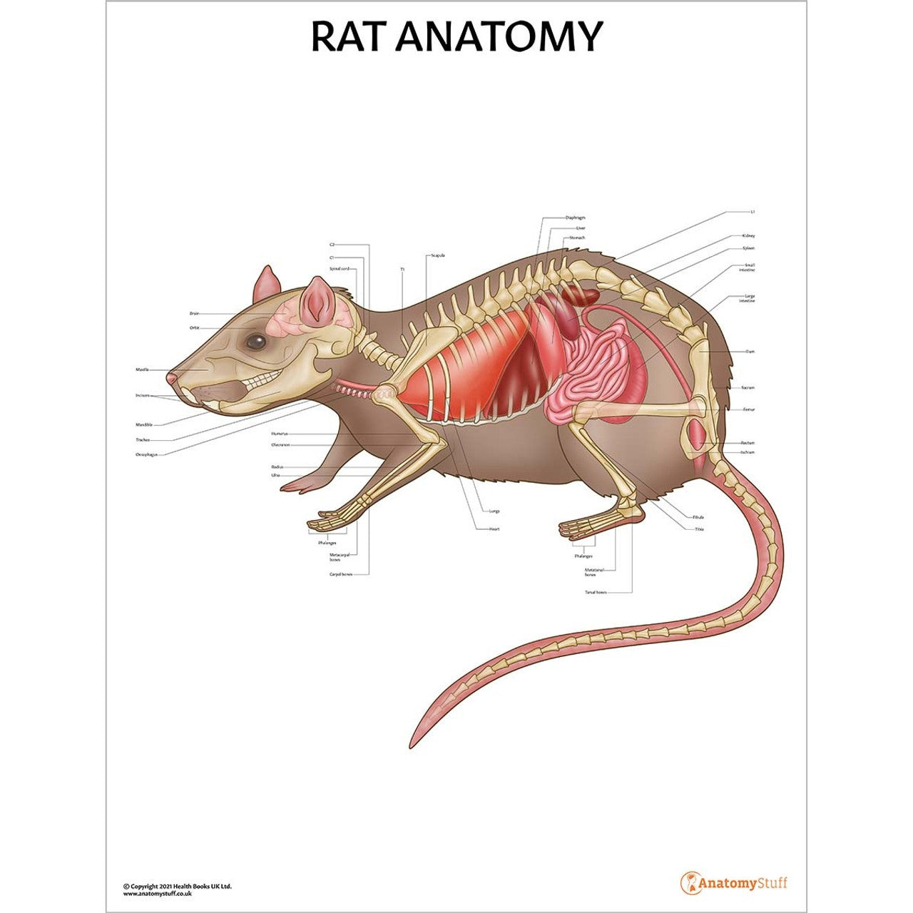 Small Mammal Anatomy 5 Chart Collection