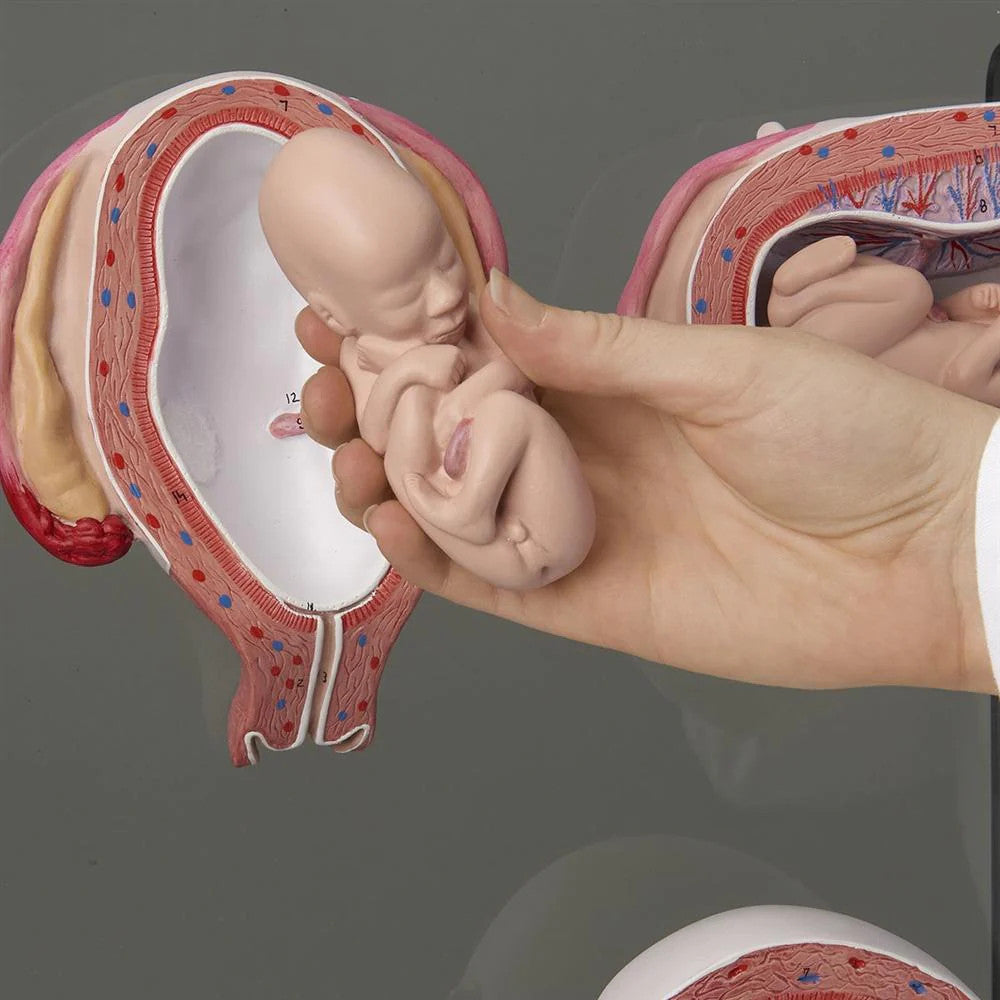 Intra-Uterine Development Trainer