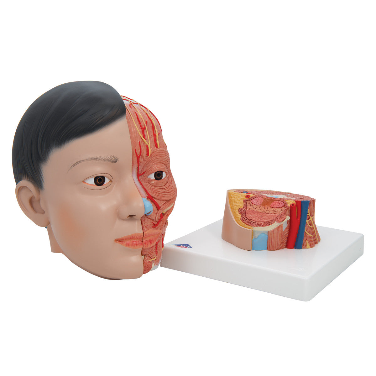 Deluxe Asian Head and Neck Model (4 Part)