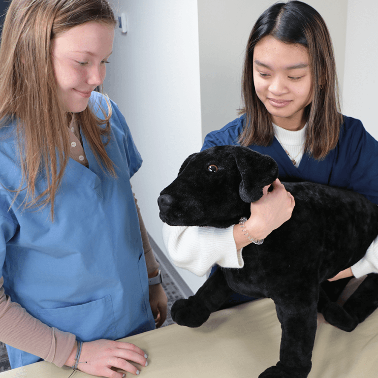 Canine Vet Trainer