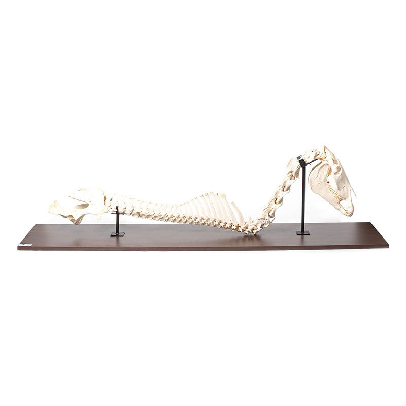 Horse Spinal Column and Head (Equus Ferus Caballus)