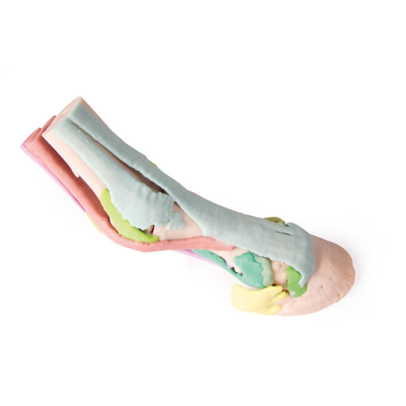 Lateral view of  3D Printed Equine Hoof Model