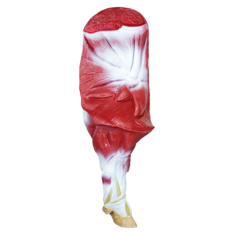 Front Right Leg From Pig Model
