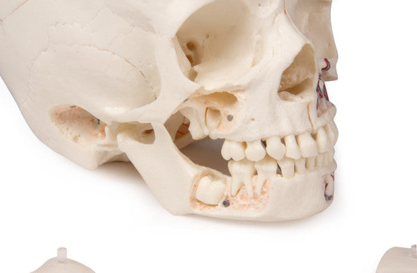 Right lateral view of child demonstration skull model