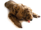 Switch Canine Position Training Model 2 image