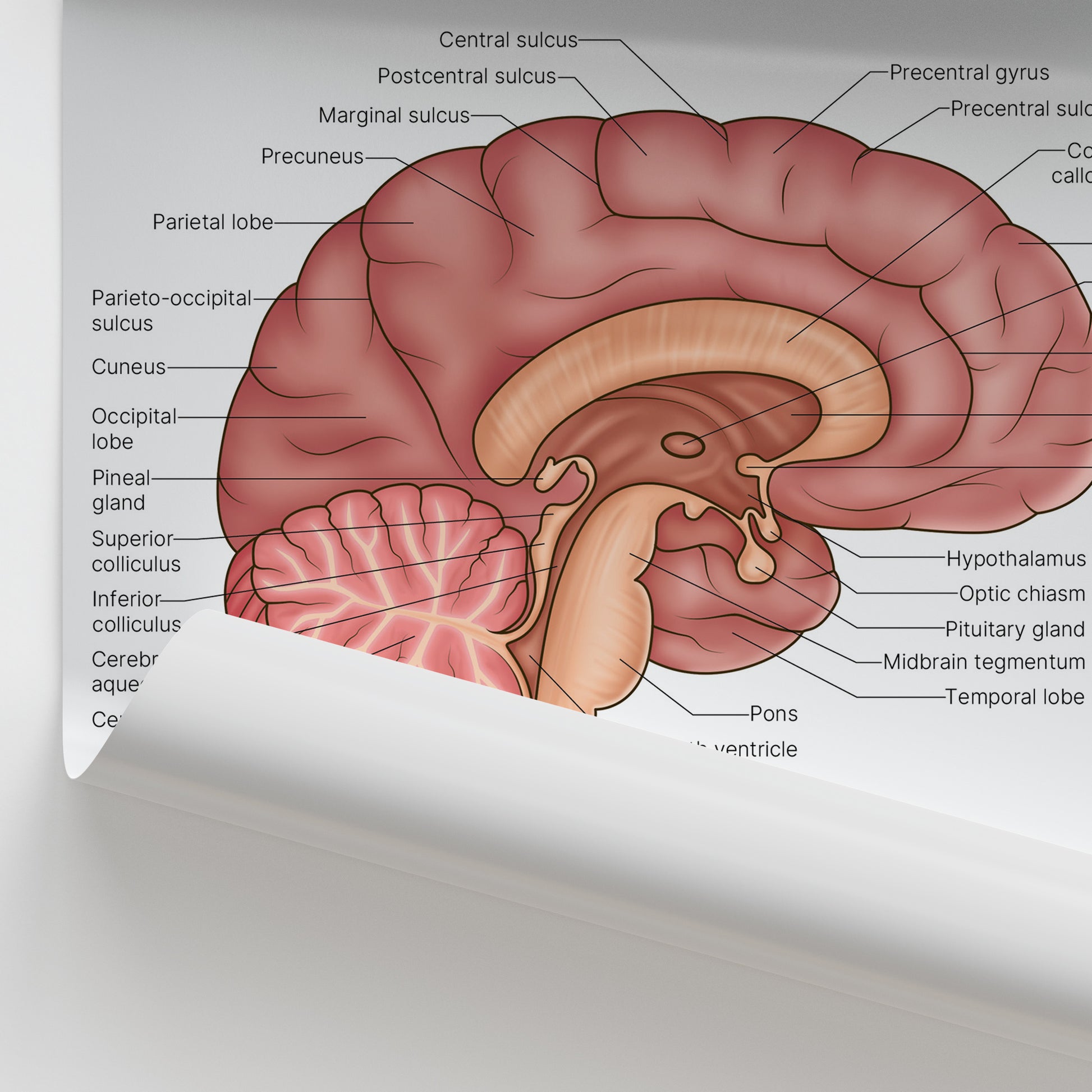 Brain Anatomy Print (Small 20 x 25 cm)