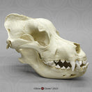 Switch St. Bernard Skull Model 2 image