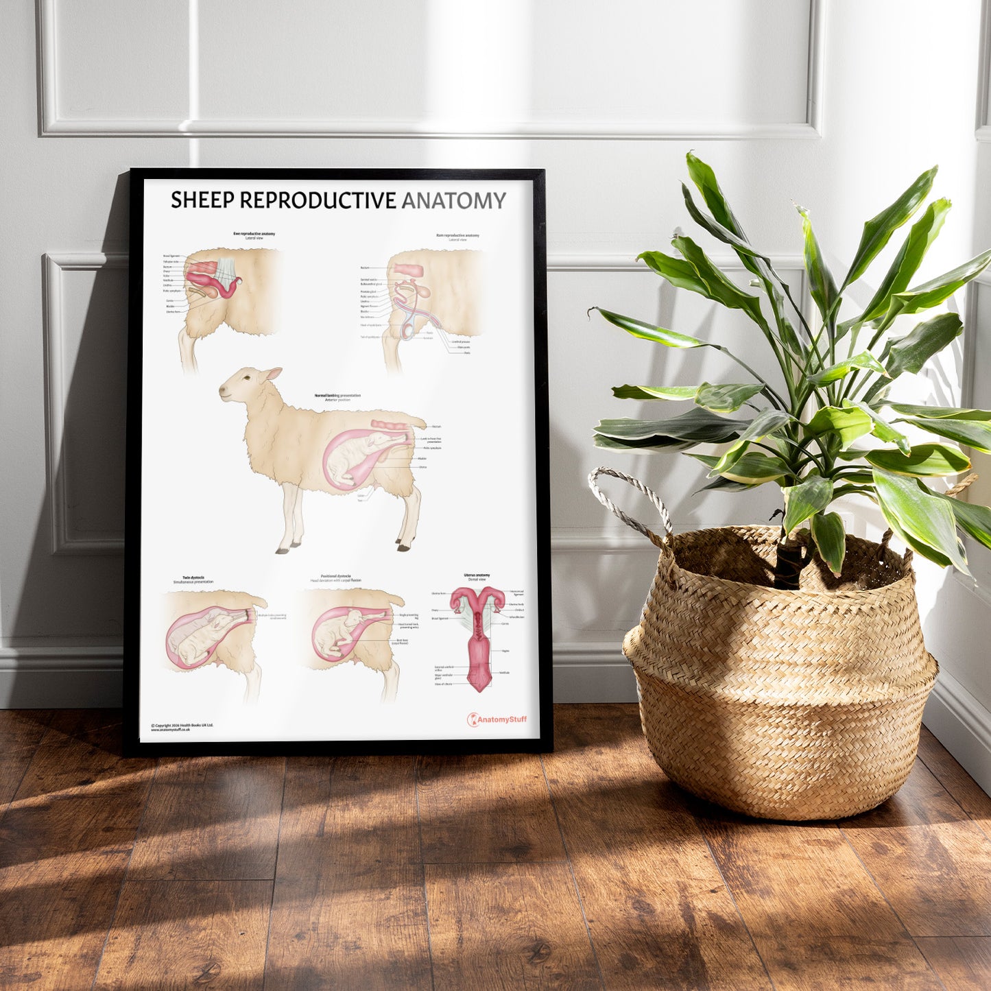 Sheep Reproductive Anatomy Chart / Poster