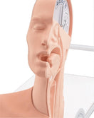 Switch Frontal View of the Swallowing Mechanism Model 2 image