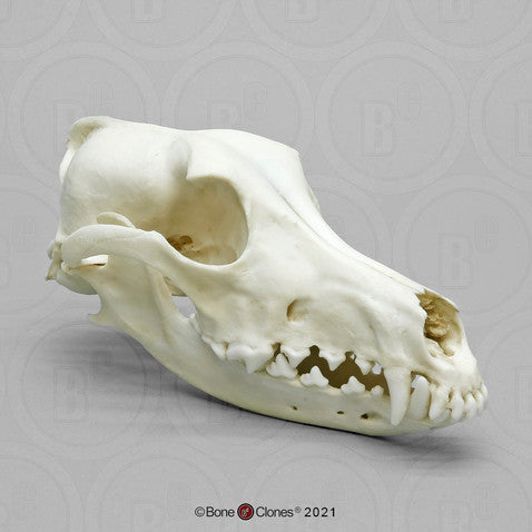 Saluki Skull Model
