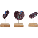 Switch Comparative Model of the Liver Structure of Pig, Bovine, Equine 2 image