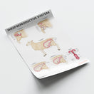 Switch Sheep Reproductive Anatomy Chart / Poster 3 image