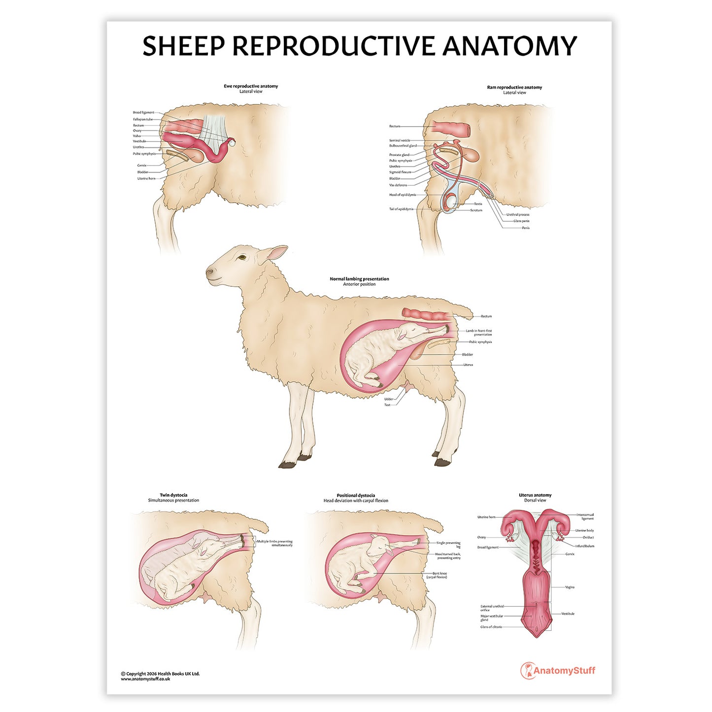 Sheep Reproductive Anatomy Chart / Poster
