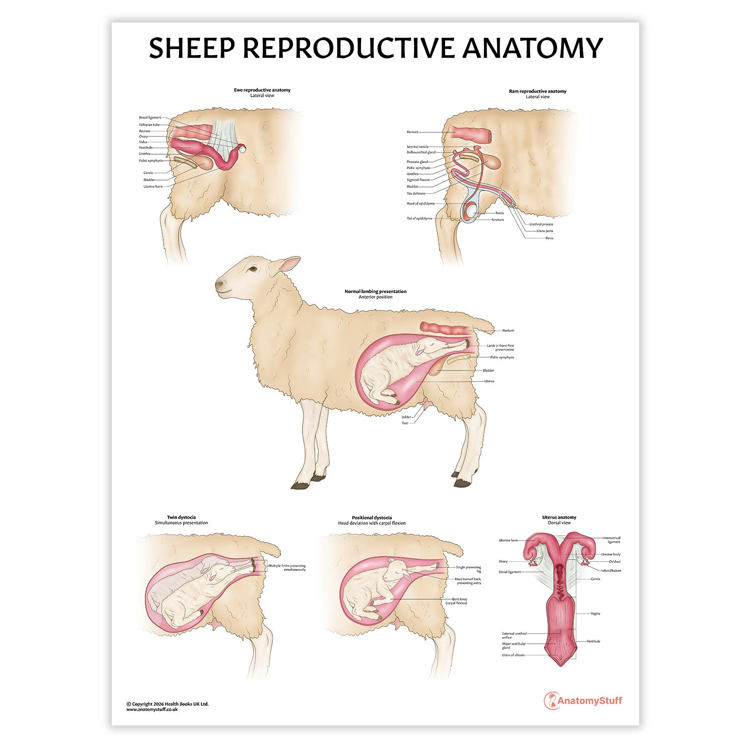 Sheep Reproductive Anatomy Chart / Poster