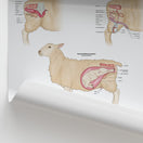 Switch Sheep Reproductive Anatomy Chart / Poster 2 image