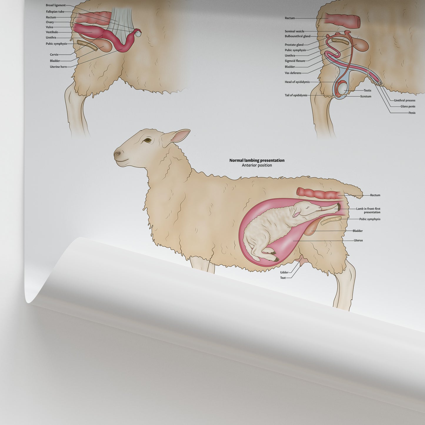 Sheep Reproductive Anatomy Chart / Poster
