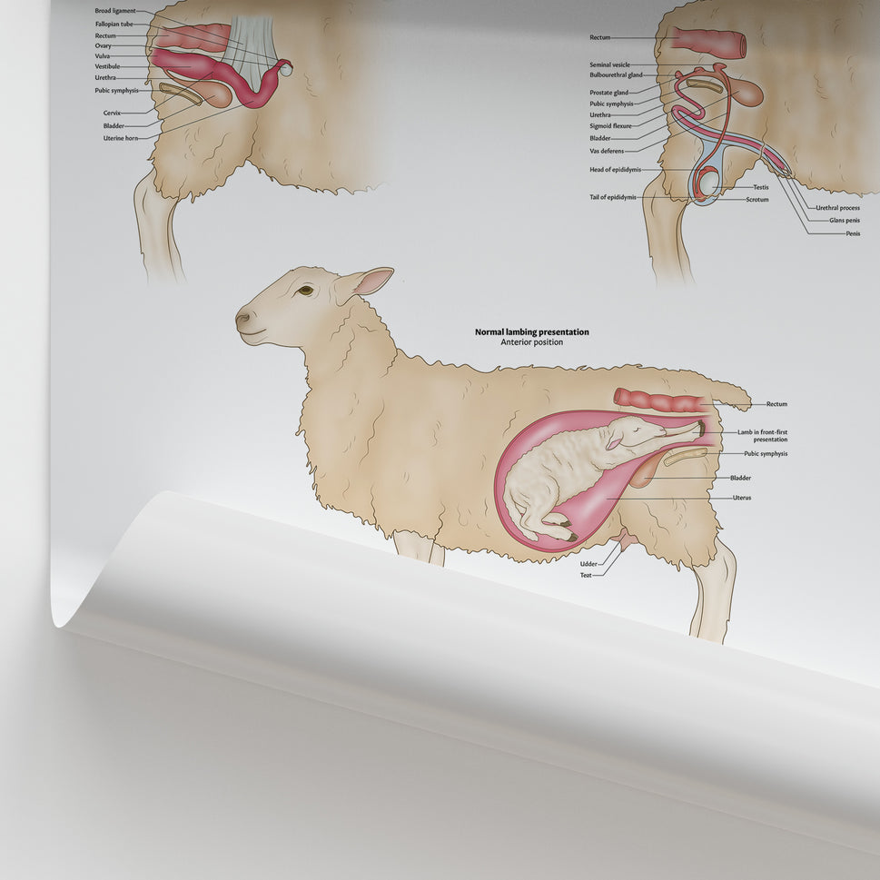 Sheep Reproductive Anatomy Chart / Poster