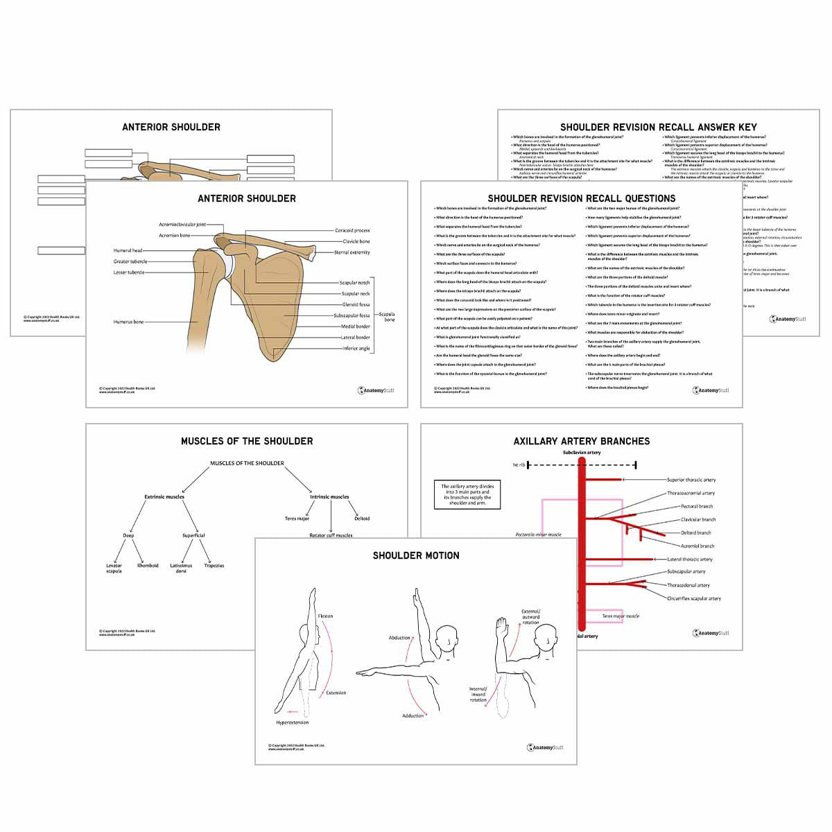 Shoulder Anatomy Revision Worksheets (Interactive & Printable PDFs)