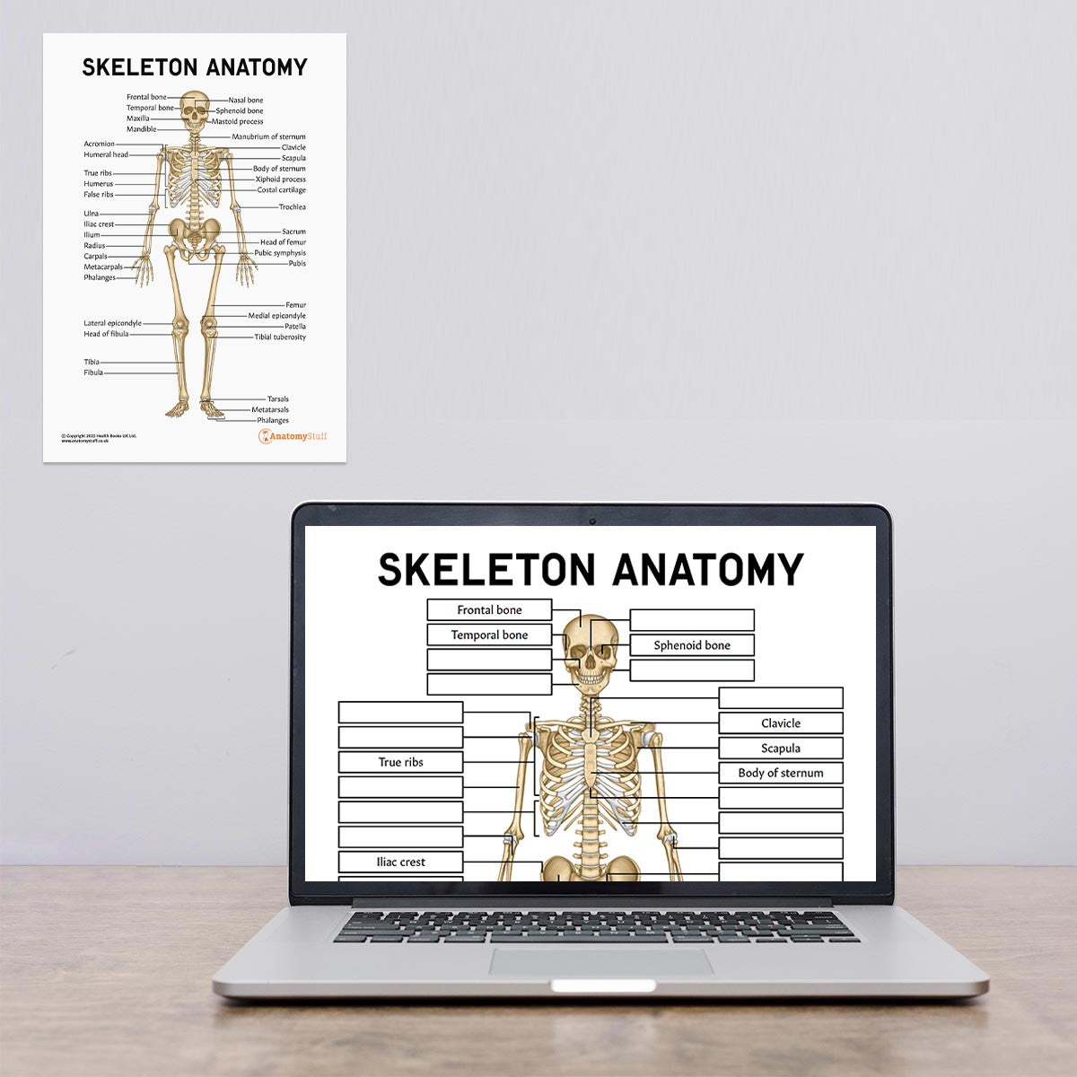 Skeleton Anatomy Poster / Worksheet  (Interactive & Printable PDF)