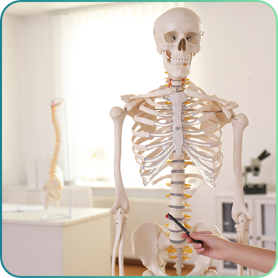 Skeleton Models